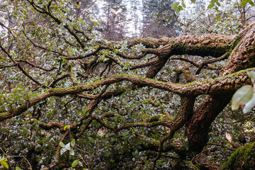 Anti Establishment Tree Vandalism in Melbourne Australia
