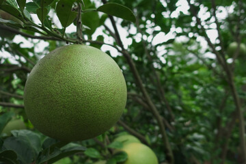 Organic pamelo fruit on tree in garden farm, tasty sweet pamelo or grapefriut on blurred green leat on tree .