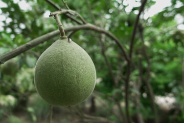 Organic pamelo fruit on tree in garden farm, tasty sweet pamelo or grapefriut on blurred green leat on tree.