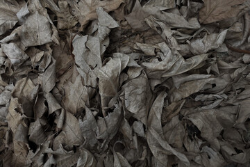 Background of a dried leaf. dried leaf texture. dried leaf texture .
