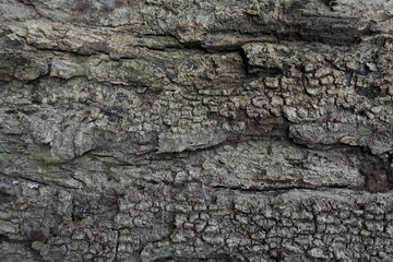 wood textures . dried wood textures . 