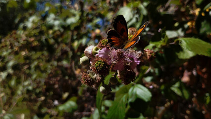 Mariposa lobito jaspeado (maniola jurtina) libando flores de zarzamora