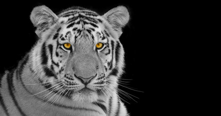 Front view of tiger isolated on black background - Siberian tiger, Amur tiger
