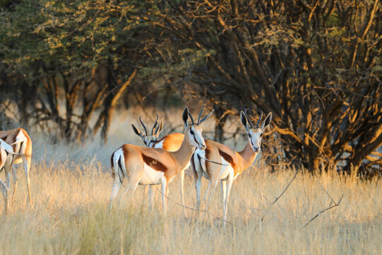 Springbok South Africa Images – Browse 8,147 Stock Photos, Vectors, and ...