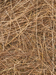 texture of hay