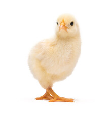 Little chick isolated on white background