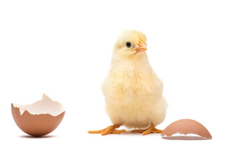Little chick with egg shell isolated on white background