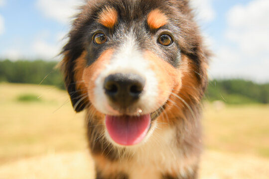 Portrait d'un b&eacute;b&eacute; chiot de race berger australien 