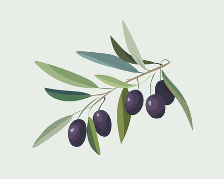 Olive branch with leaves and black olives. Vector illustration