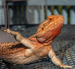 bearded dragon lizard