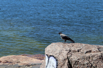 Rocks and stones meeting calm water surface of the Baltic Sea seashore in Helsinki, Finland plus a bird on top of a big rock. Sunny summer day. Scenic coastline view. 