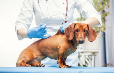 female doctor vaccinates a dachshund dog in a veterinary clinic. medicine for pets