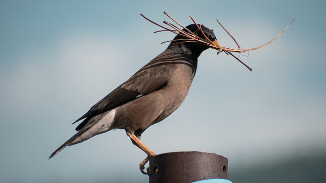 Bird on a pole - Common myna