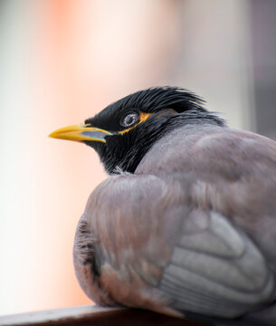 Close up of a bird