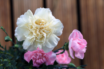 White and light pink dianthus (fin: neilikka) flowers in a closeup. A bouquet of beautiful, romantic flowers - perfect for Valentine's or birthday of a loved one. Brown balcony floor background.