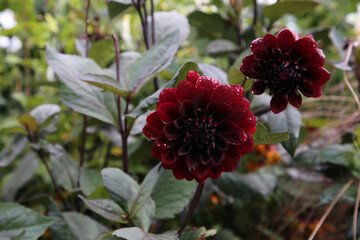 Red chrysanthemum aka Dahlia flowers with green leaves photographed in a garden in Helsinki, Finland during a sunny fall day. Closeup color image of the beautiful flowers.
