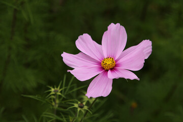 Bright pink cosmos aka aster flowers (fin: kosmos kukka) in a closeup image with some greens in the background. Beautiful spring flowers photographed in Helsinki, Finland. Closeup color image.