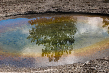 Tree reflected in a hot pool at Yellowstone National Park