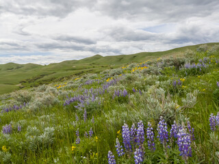 Field of wildflowers on hillside at Fetterman Battle Monument, Wyoming