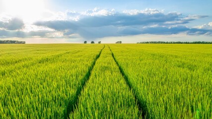 Fototapeta premium View of a green field with farmland. Beautiful sky with clouds on the horizon. The drone flies over a field of wheat. Traces of agricultural machinery on the field.