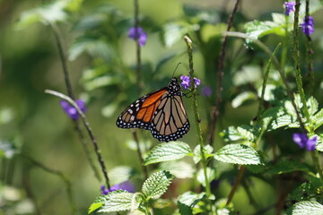 butterfly on flower