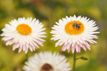 Xeranthemum annuum with Bee