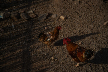 chicken on the ground