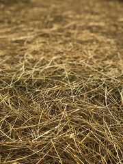 close up of straw