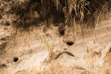 Steilküsten Tier 02