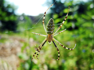 Spider on web