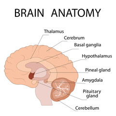 Obraz premium Cross-section of brain ions showing the main structures and location of the basal ganglia.