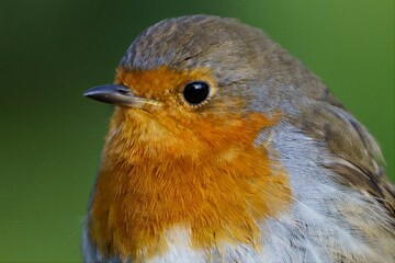 Robin Portrait