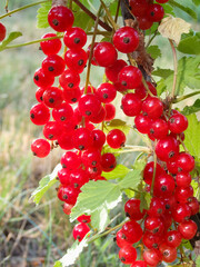 Redcurrant on bush in garden in summer sunny day. Berries of juicy ripe red currant on a bush.