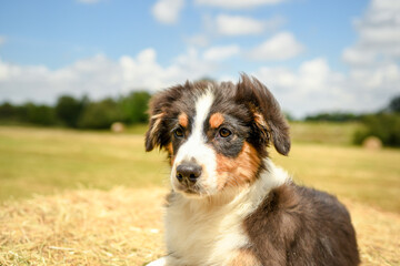 Portrait d'un bébé chiot de race berger australien 