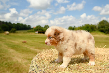 Portrait d'un bébé chiot de race berger australien 