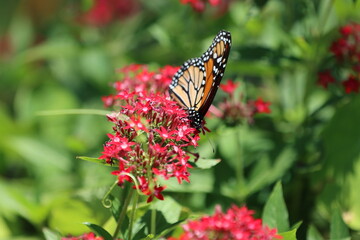 butterfly on flower