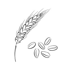 Spikelet of wheat and grain outline. Black and white silhouette of cereals.