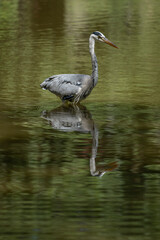 Naklejka premium Paris, France - 07 02 2022: A gray heron fishing in the lake of Park des Buttes-Chaumont