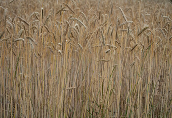 field of wheat