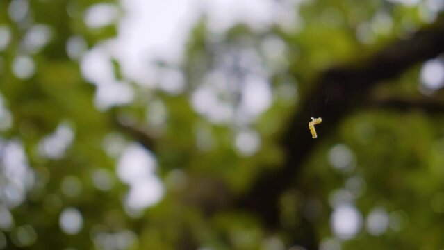 A large caterpillar crawls up the web up against the background of the sky and trees. Taking a close-up of an insect