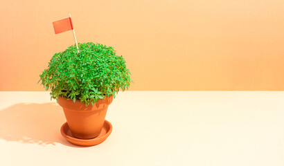 Manjerico plant with flag in a pot against beige background. Traditional Summer festival in June San Juan, Portugal - obrazy, fototapety, plakaty