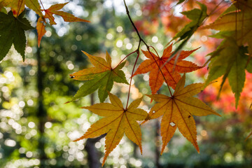 京都嵯峨野の秋風景