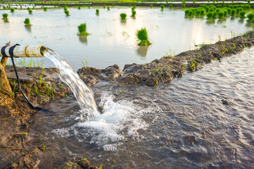 Irrigation of rice fields using pump wells with technique of pumping water from the ground to flow...