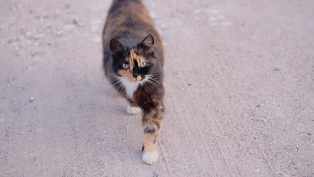 A beautiful cat turns around and walks behind the camera. Shooting close-up in motion.