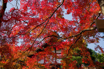 京都嵯峨野の秋風景
