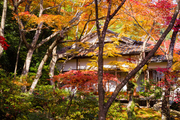 京都嵯峨野の秋風景