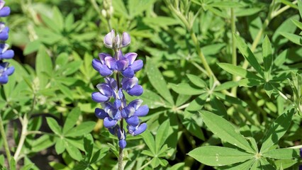 Beautiful lupine flower with green background. Also known as Lupinus texensis, albus.