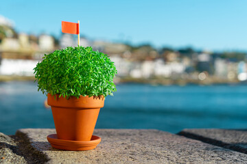 Manjerico plant with flag in a pot against Porto city. Traditional Summer festival in June San...