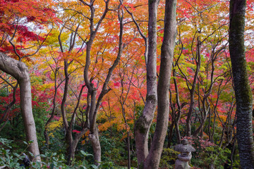 京都嵯峨野の秋風景