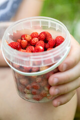 Plastic cup filled with ripe red wild strawberries in. kid hands